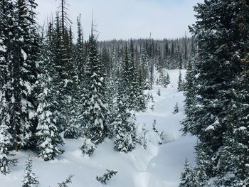 Snow covered pine trees in forest against sky