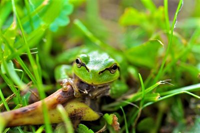 Close-up of green lizard