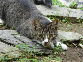 Close-up of cat