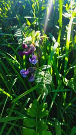 Close-up of purple flowers blooming outdoors