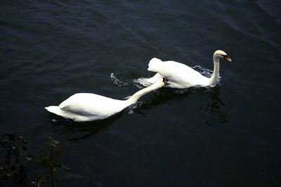 White swan in water