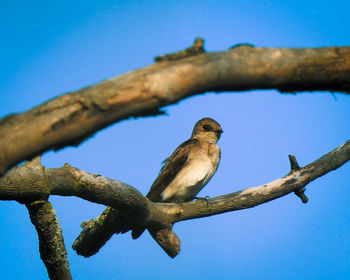 Low angle view of bird perching on branch against blue sky