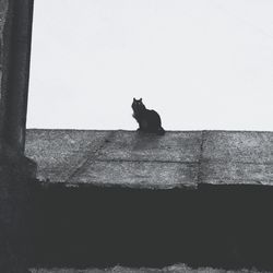 Cat sitting on wall