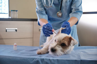 Midsection veterinarian examining dog in clinic