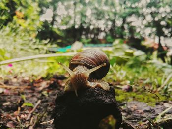 Close-up of snail