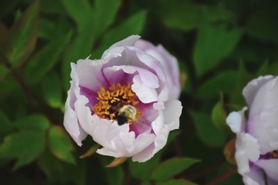 Close-up of bee on white flower blooming outdoors