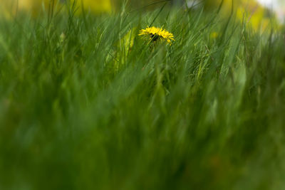Close-up of grass growing in field