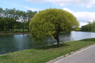 Trees growing in water