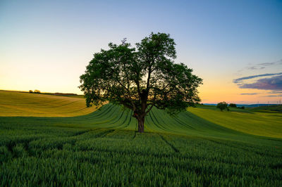 Loneyly tree in a field at sunset