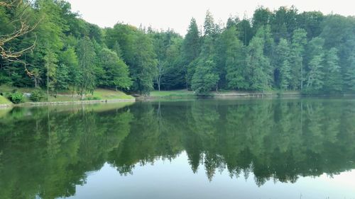 Scenic view of lake by trees in forest