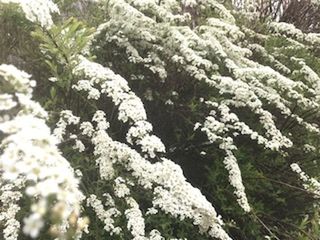 Close-up of flower tree