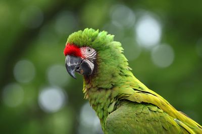 Close-up of parrot