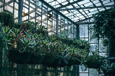 Potted plants hanging in greenhouse