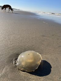 View of crab on beach