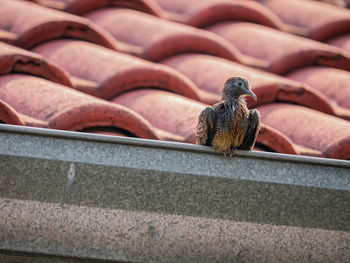Cute action bird on the roof of the house