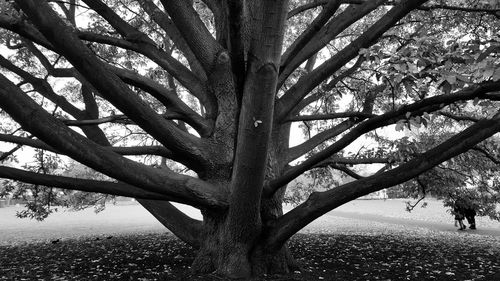 Trees on field in park