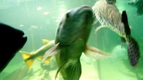 Close-up of turtle swimming in aquarium