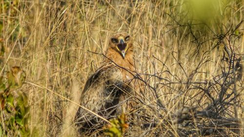 Portrait of kite amidst dead plants at kruger national park