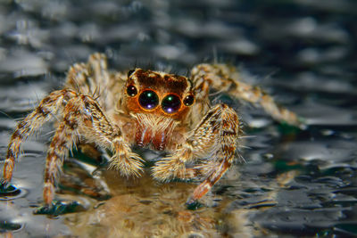 Close-up of jumping spider on water
