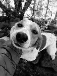 Close-up portrait of dog by tree