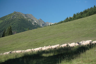 Scenic view of green landscape against clear blue sky