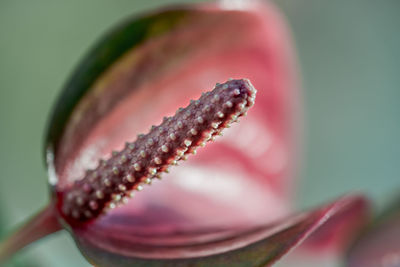 Close-up of crab on flower