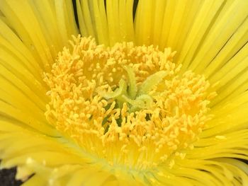 Macro shot of yellow flower
