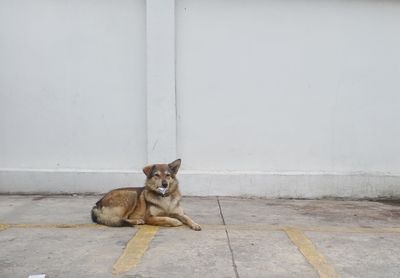 Portrait of cat sitting on wall