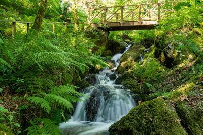 Scenic view of waterfall in forest