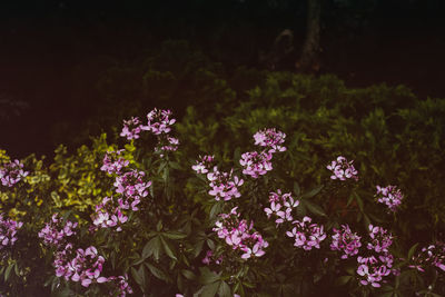 Close-up of flowers blooming outdoors