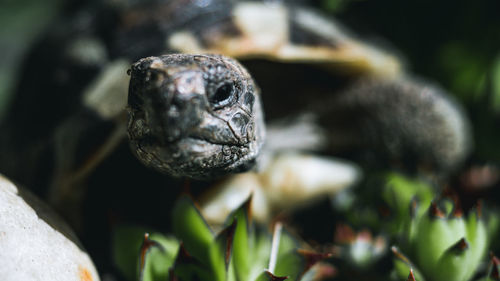 Close-up portrait of a lizard
