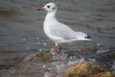 Seagull perching on a beach