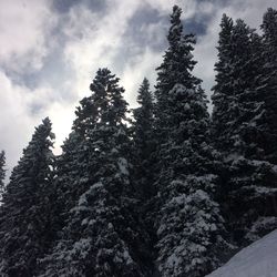 Low angle view of trees against cloudy sky