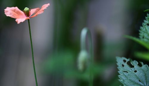 Orange poppy flower blooming in park