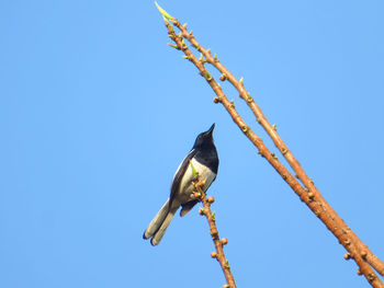 Low angle view of bird perching on a branch against clear blue sky