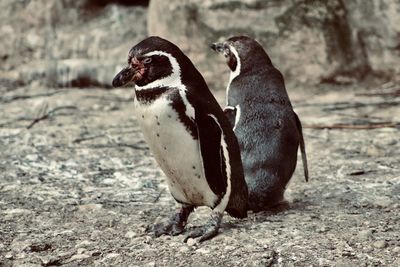 Close-up of penguin