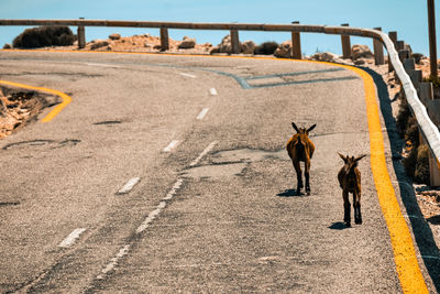 Zebra crossing on road in city