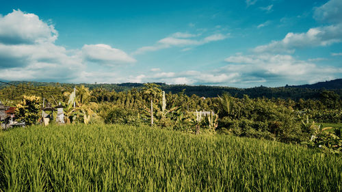 Scenic view of field against sky