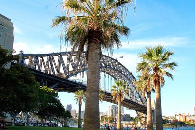 Low angle view of sydney harbor bridge by palm trees against sky