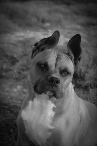 Close-up portrait of dog