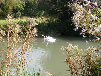 Swans swimming in lake