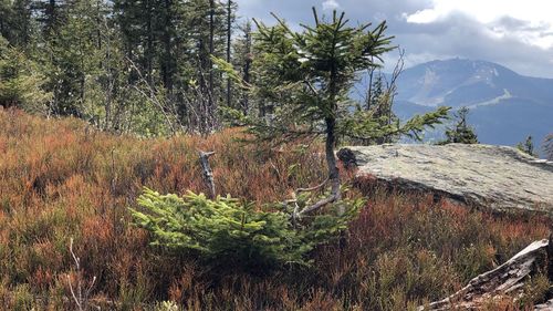 Pine trees in forest against sky