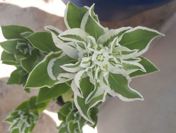 Close-up of white flowering plant