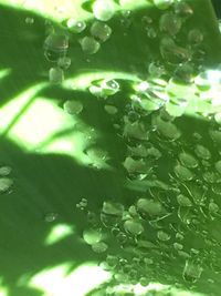 Close-up of leaves in water