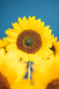 Close-up of yellow sunflower against sky