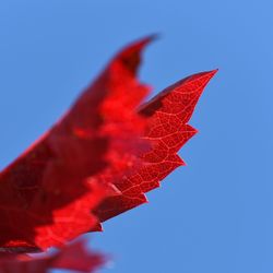 Low angle view of christmas decorations against clear blue sky