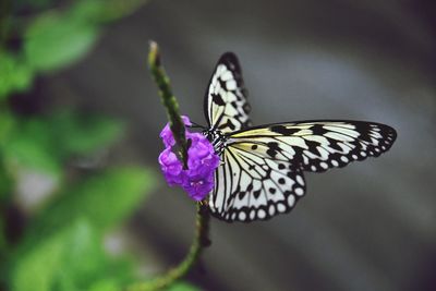 Close-up of butterfly pollinating on purple flower