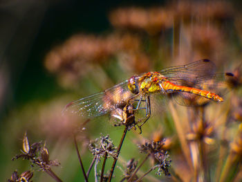 Close-up of dragonfly on flower