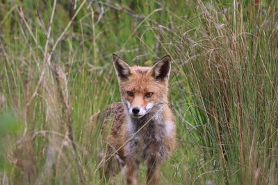 Portrait of a fox  on grass