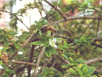 Close-up of bee on plant